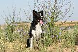 BORDER COLLIE 381